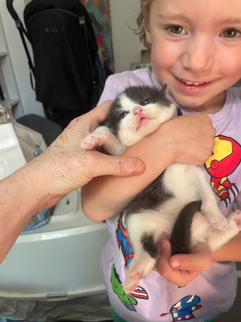 3 beautiful British blue cross kittems