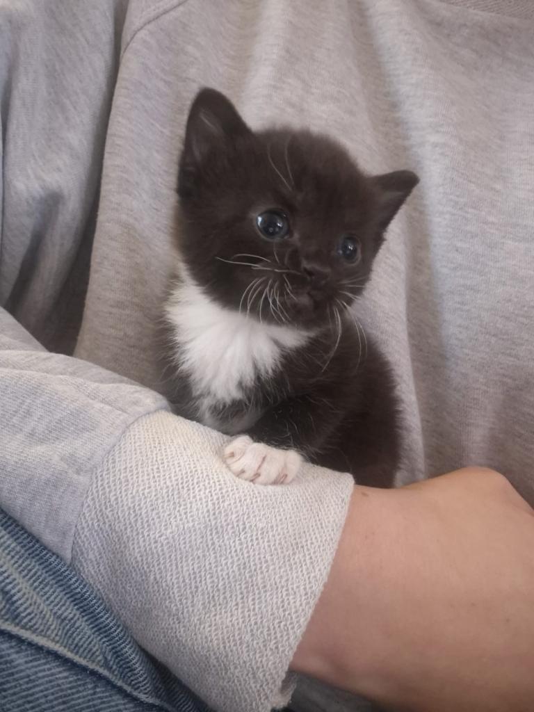 Kittens 