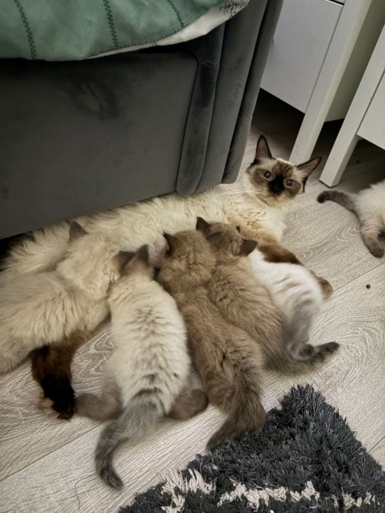 Ragdoll kittens 