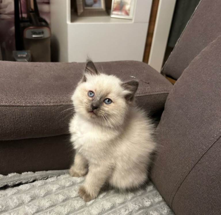 Kittens