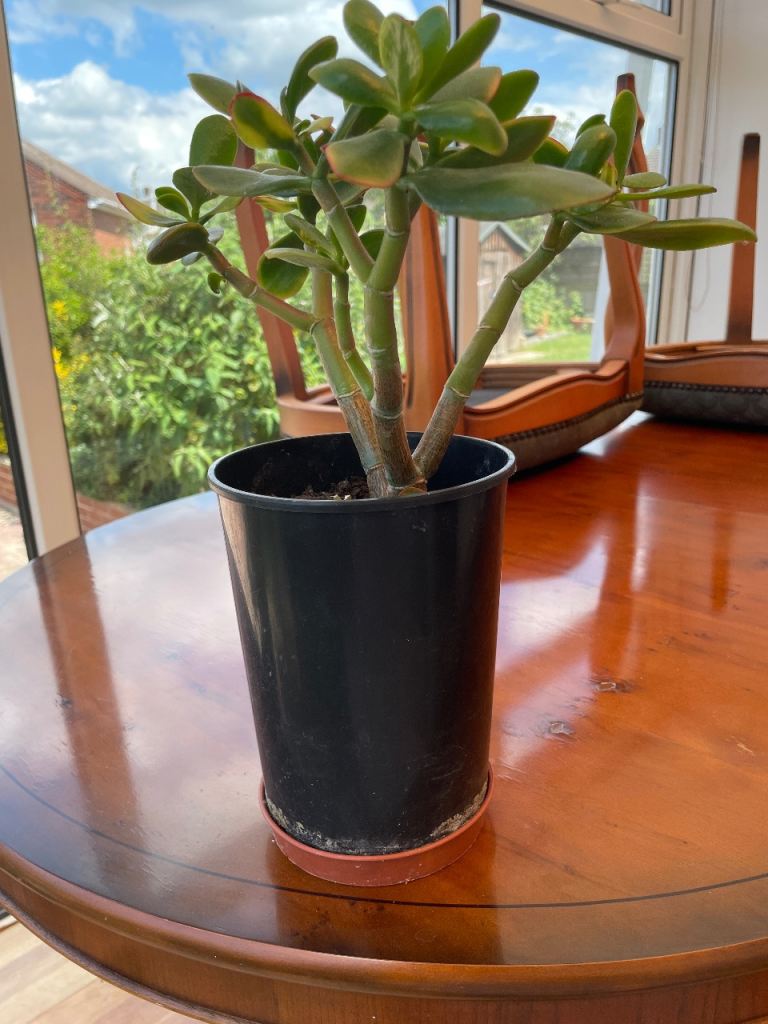 Healthy Jade Plant in Black Pot