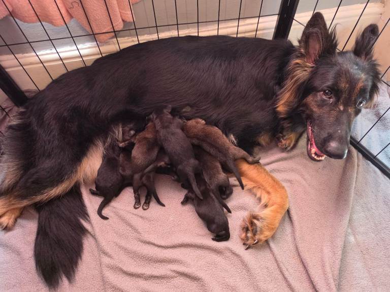 German shepherd puppies outstanding litter