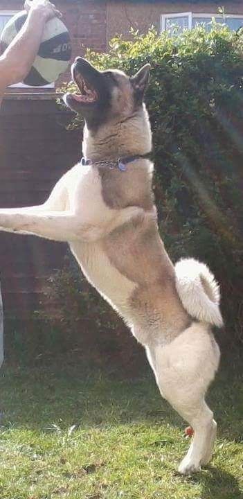 Four year old male akita