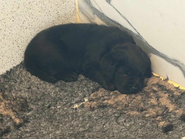 KC Registered Labrador show puppies 