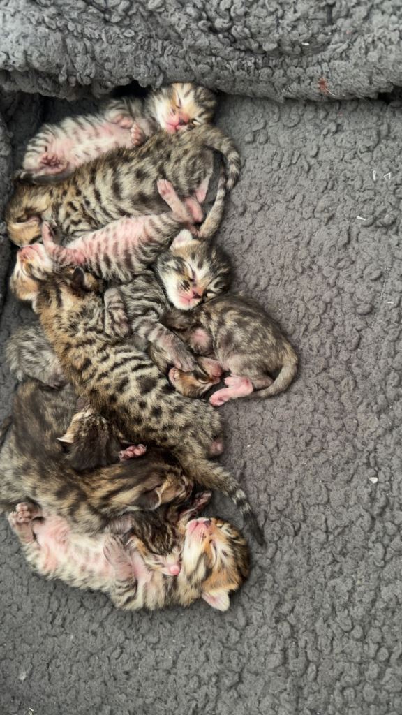 Bengal X