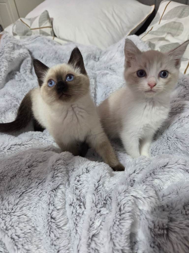 Ragdoll kittens 