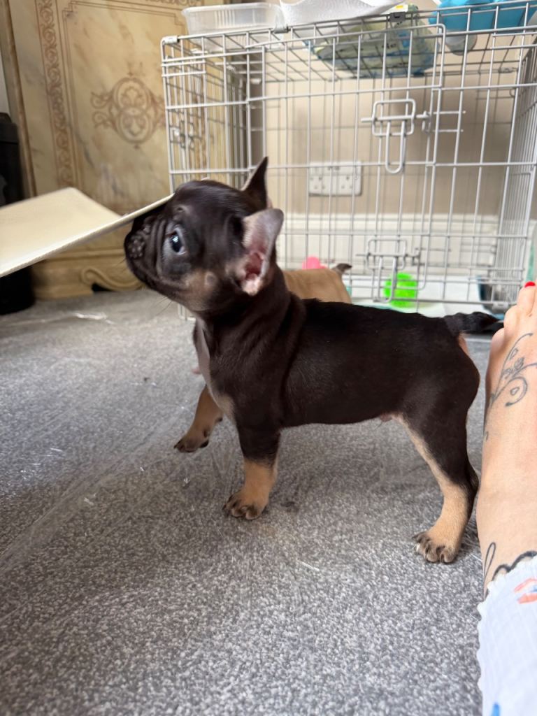 French bulldog Black and Tan boy