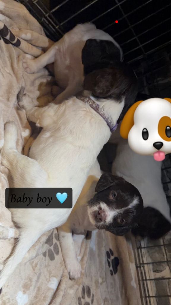 Sprocker spaniels 