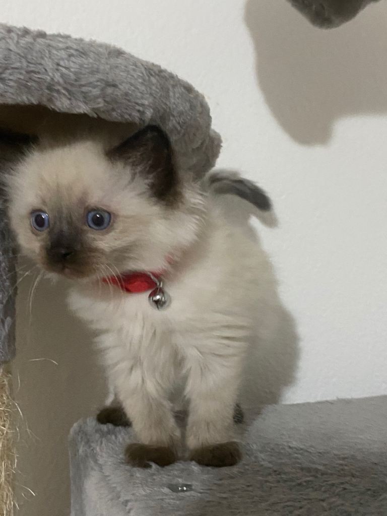 Beautiful Ragdoll Kittens Looking for Forever Homes