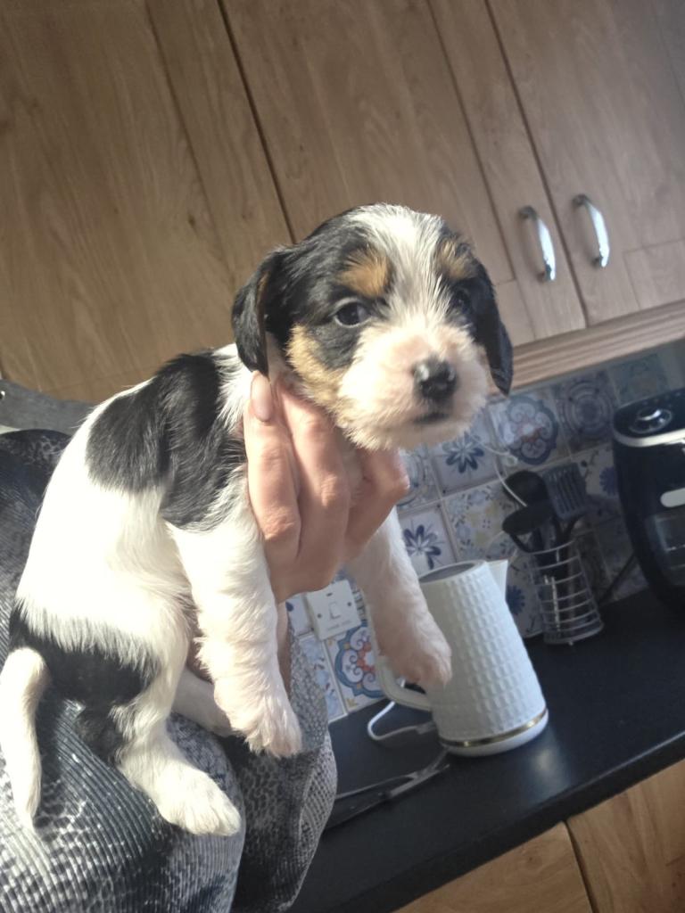 Cava jacks puppies available 