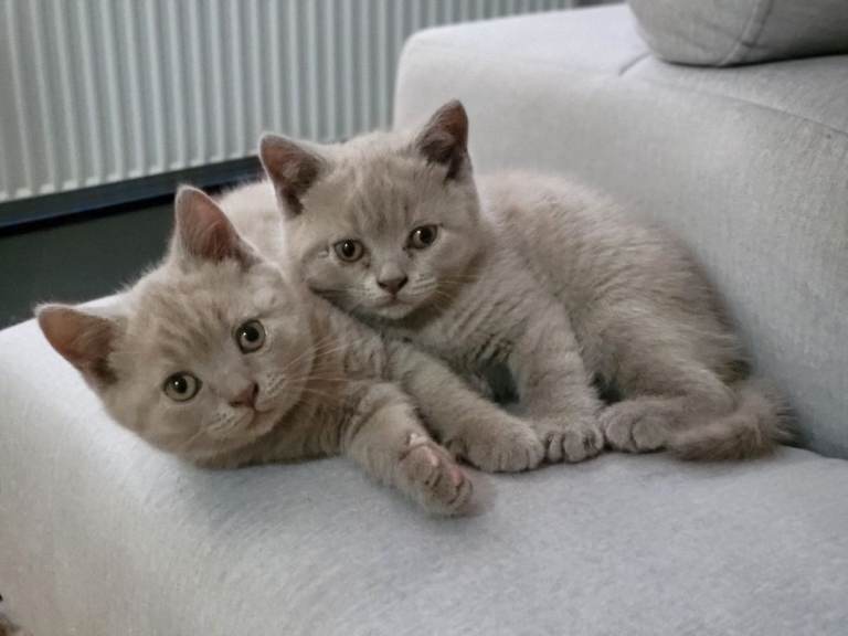 Brittishs short-hair kittens