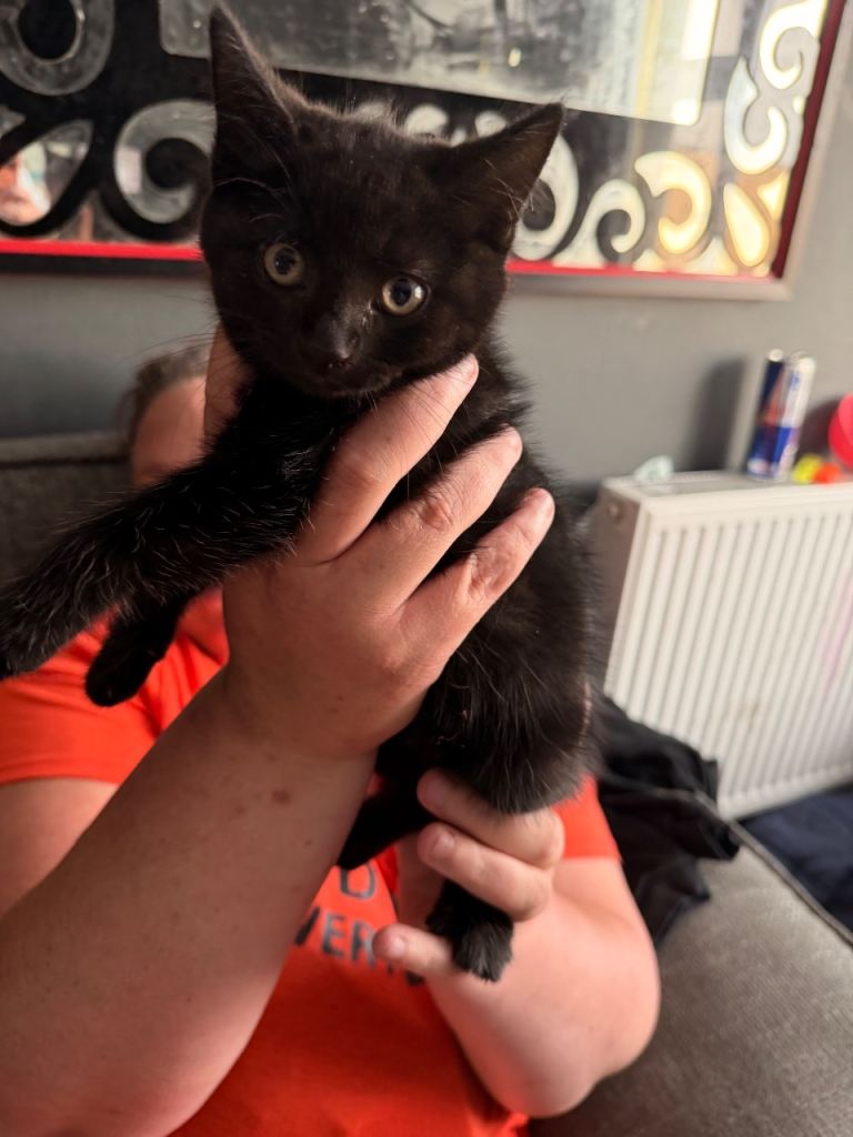 Kitten