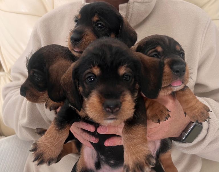 Dachshund Kc Wirehaired puppy’s Only 2 girls 2 boys left 