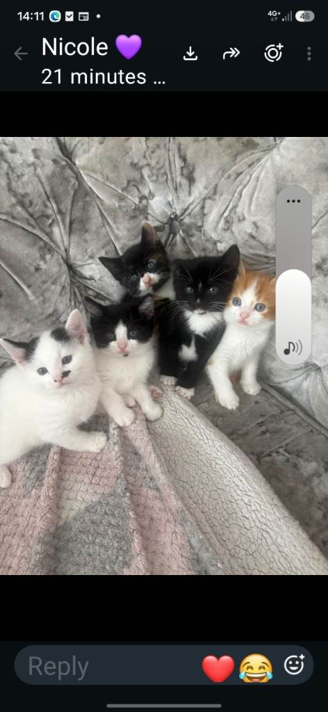 Kittens 