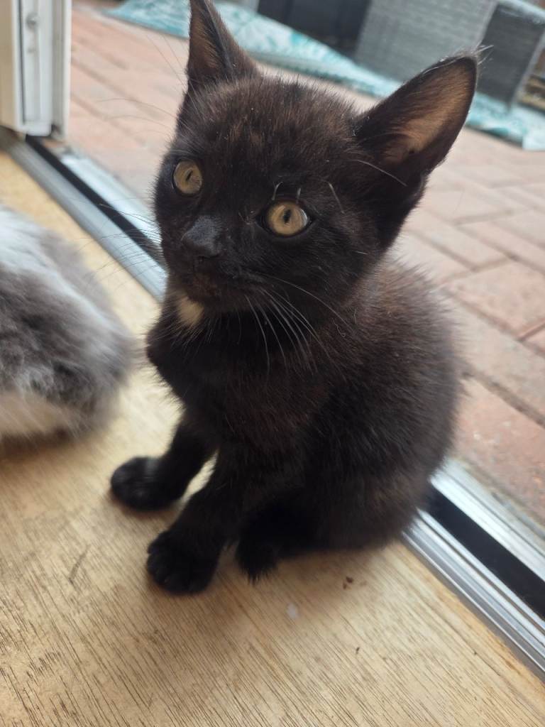9weeks old kitten for sale 