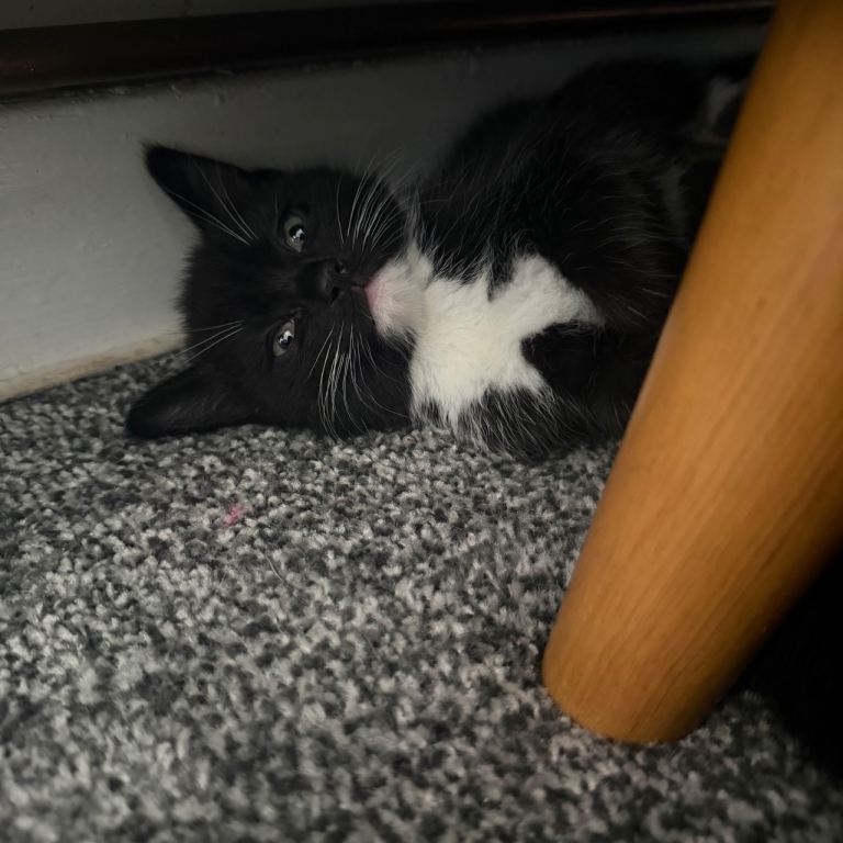Black and white Tuxedo kittens 