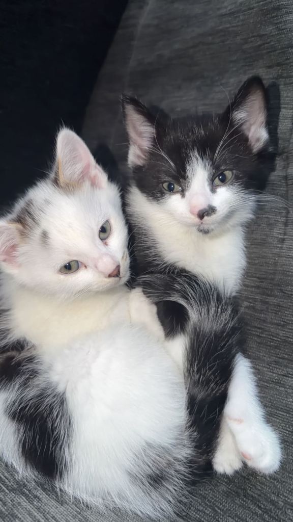 Kittens for sale - SOLD