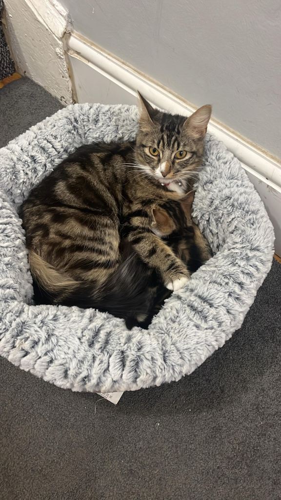 Rehoming my cat (urgent, loving home needed)