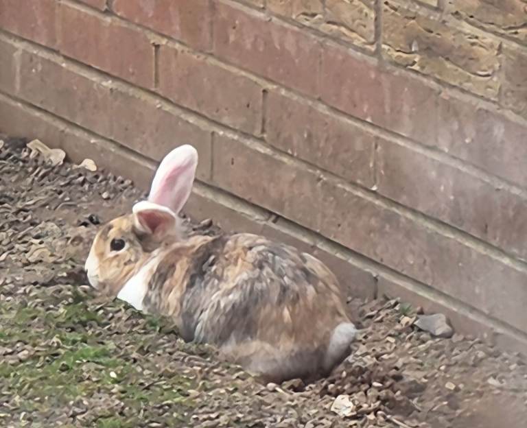 8 month old bunny