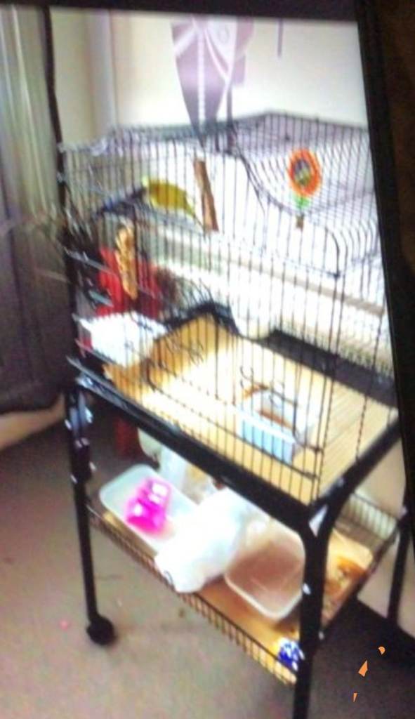 Budgie cage with wheels Need away ASAP 