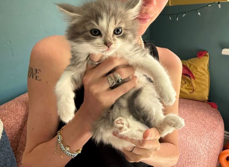 Beautiful kittens available £30 each 