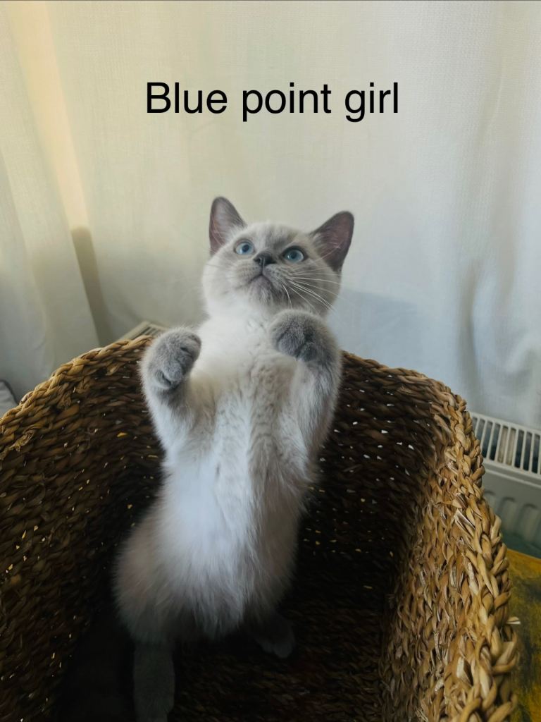Beautiful Siamese x Ragdoll Kittens Looking for Loving Forever Homes 