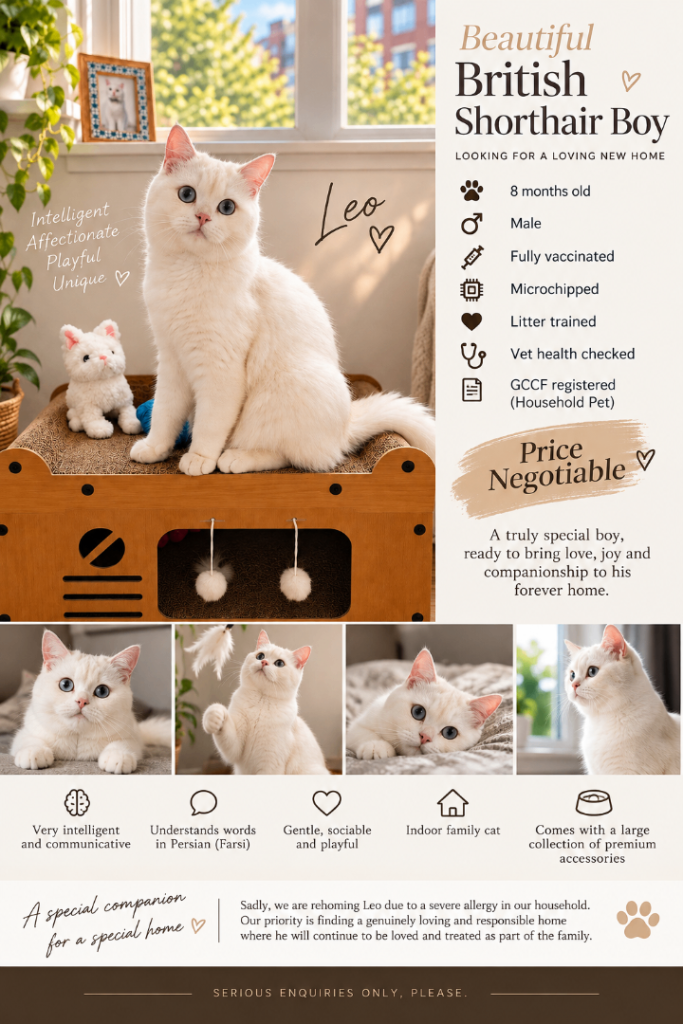 British Shorthair Boy Leo – Price Negotiable