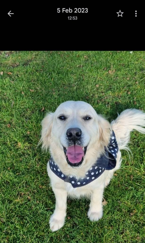 Beautiful Golden Retriever