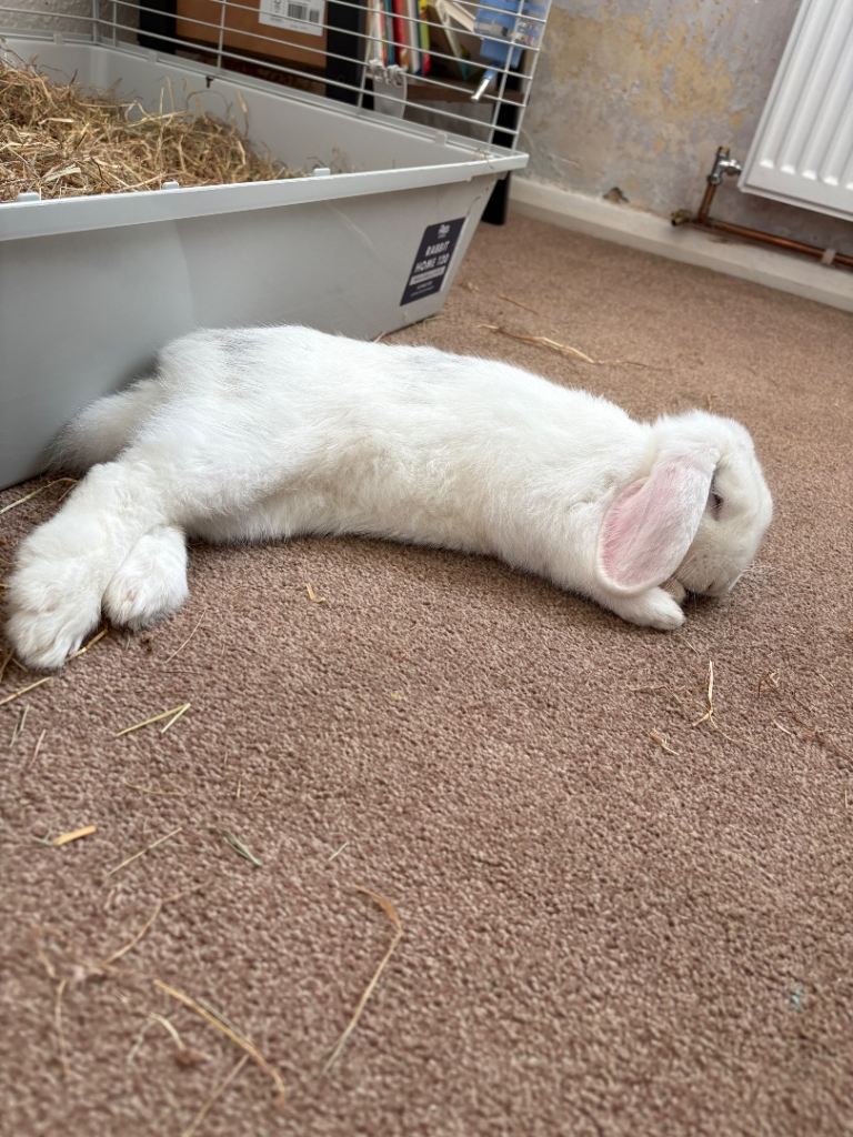 8 month old lop 