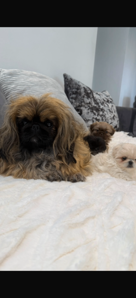Pekingese pups for sale 