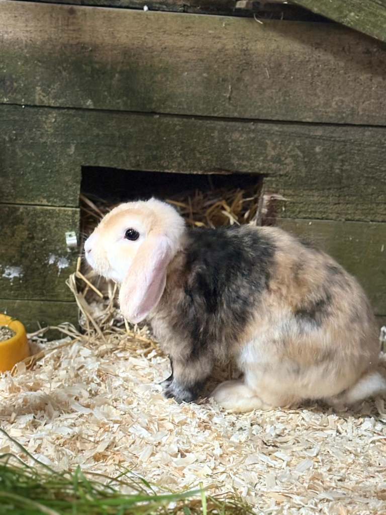 Mini lop cross