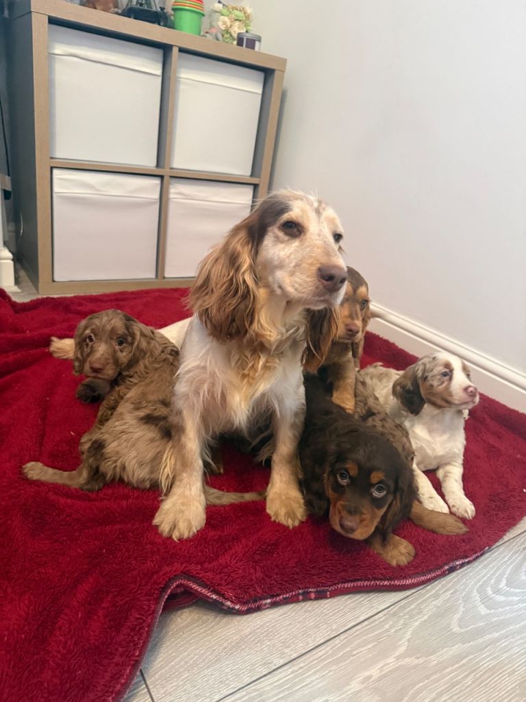 Show type full pedigree kc reg dna health tested vaccinated health tested and micro chipped 