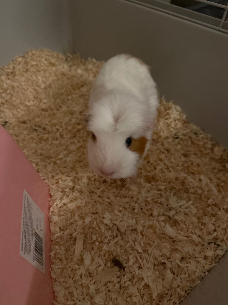 guinea pigs