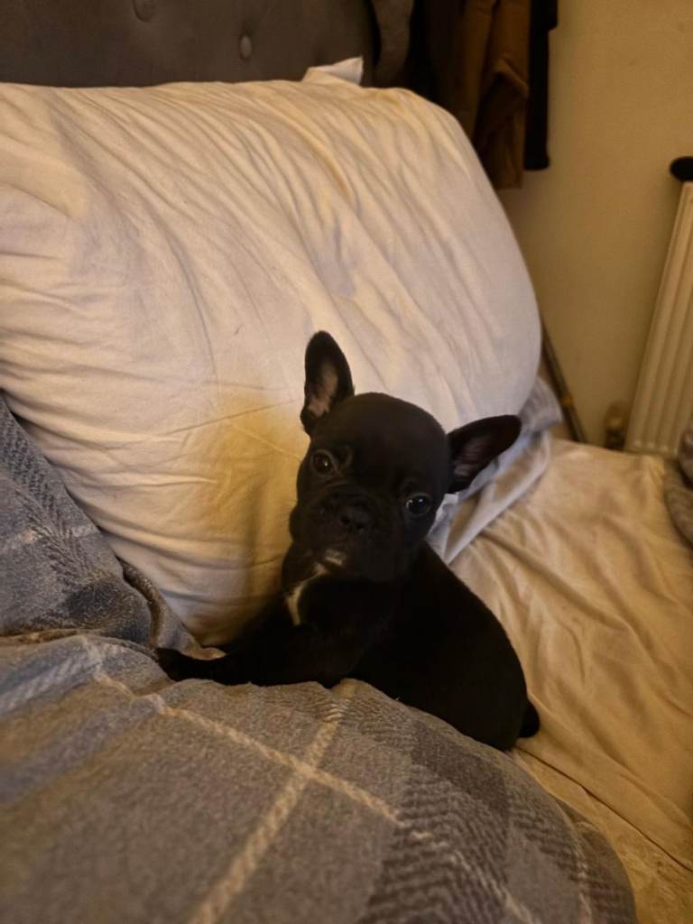 Beautiful baby french bulldogs 