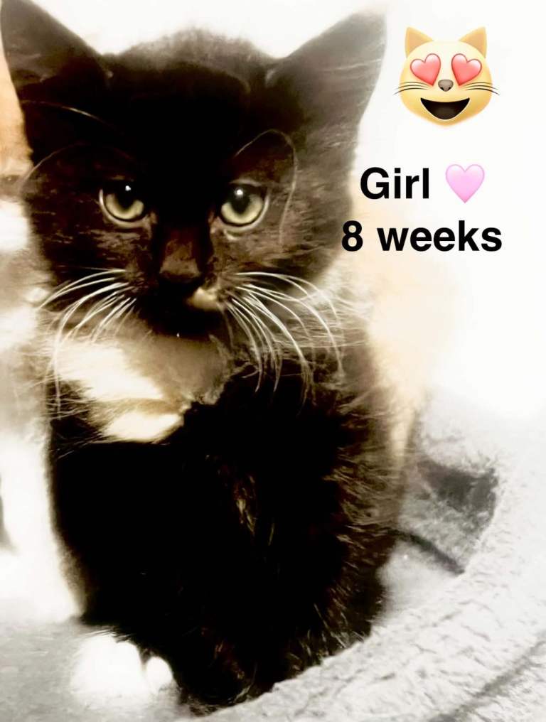Kittens 