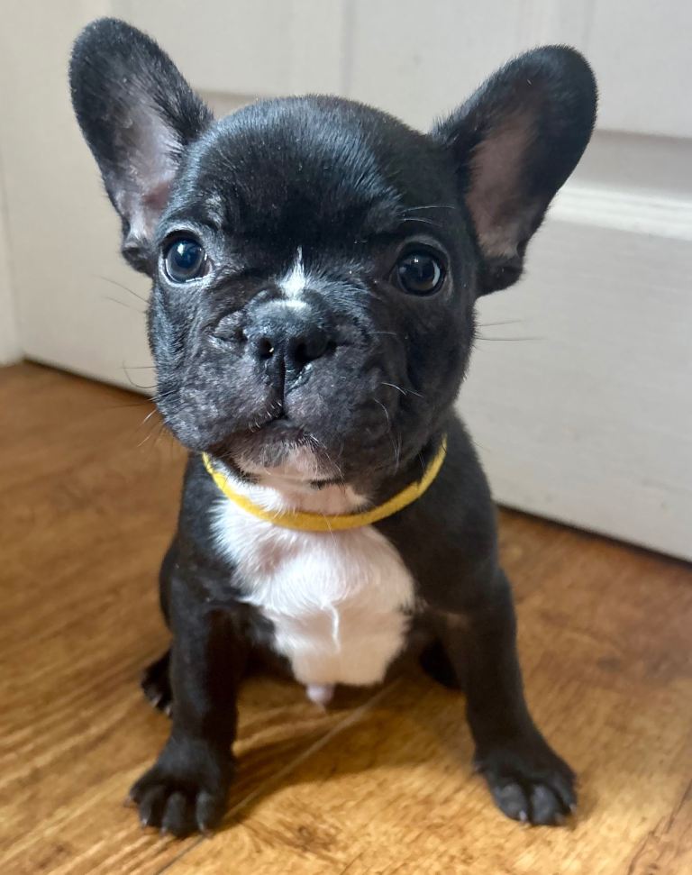 1 French Bulldog Male Puppy in Shrewsbury 