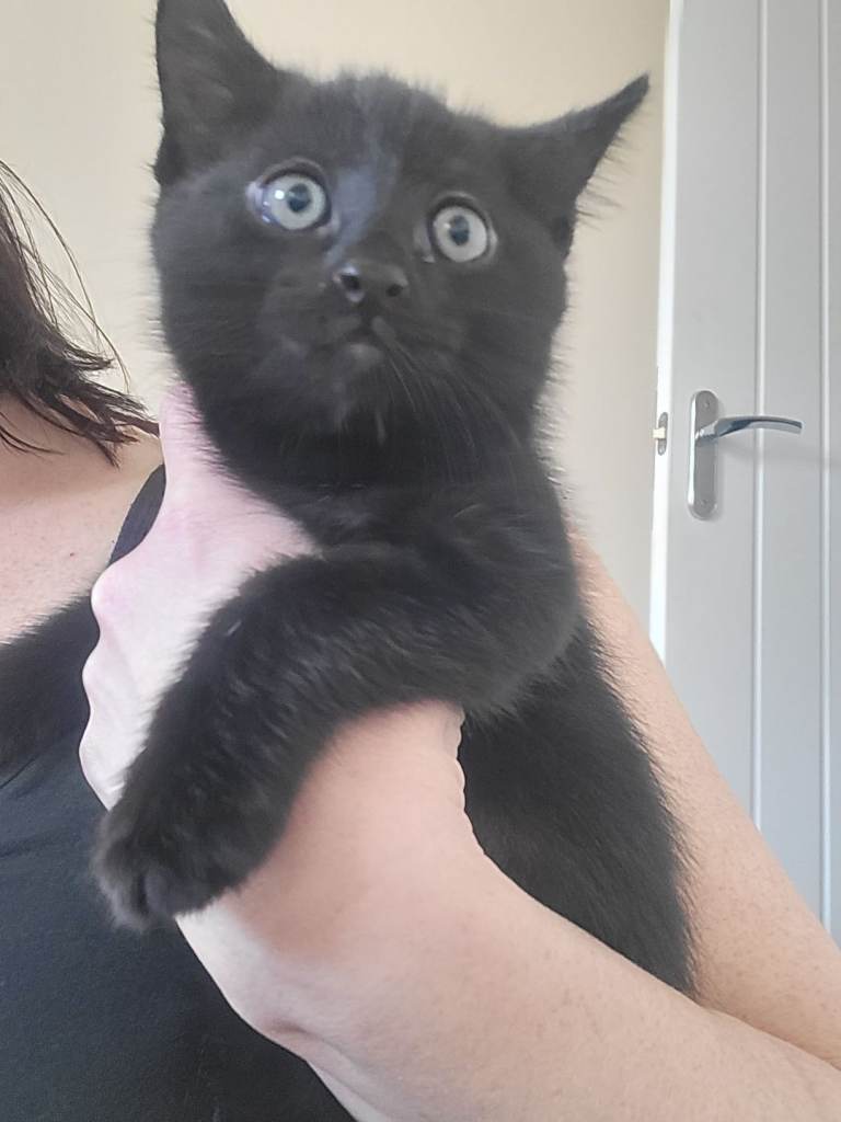 Beautiful kittens!