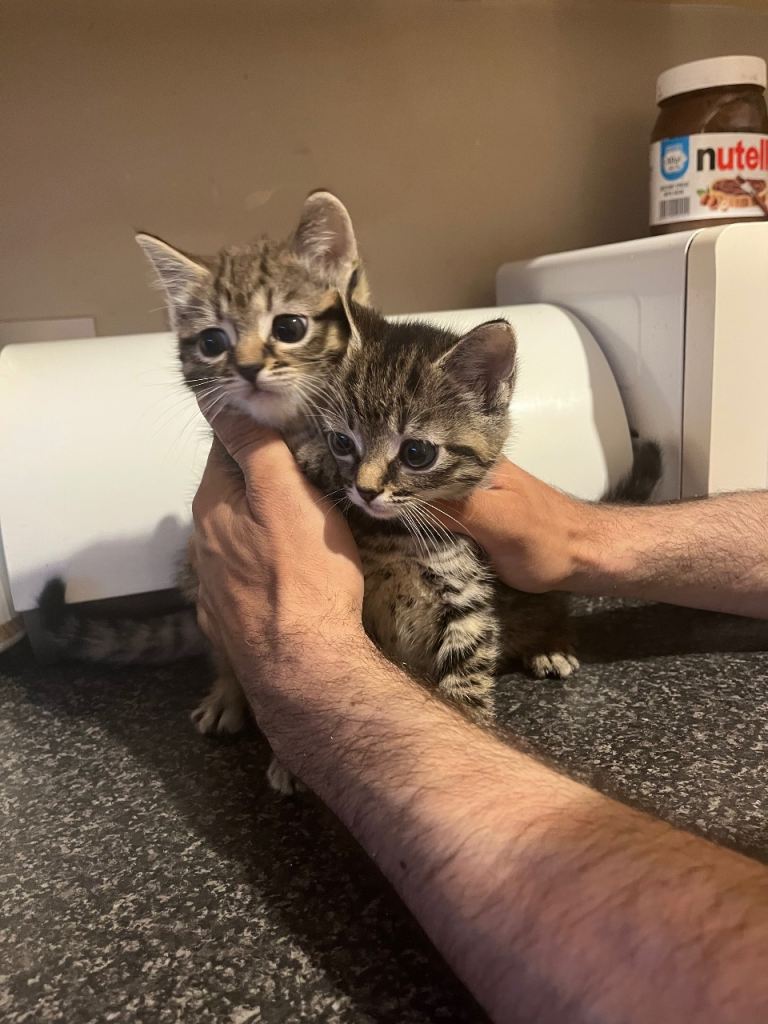 Two female cats 
