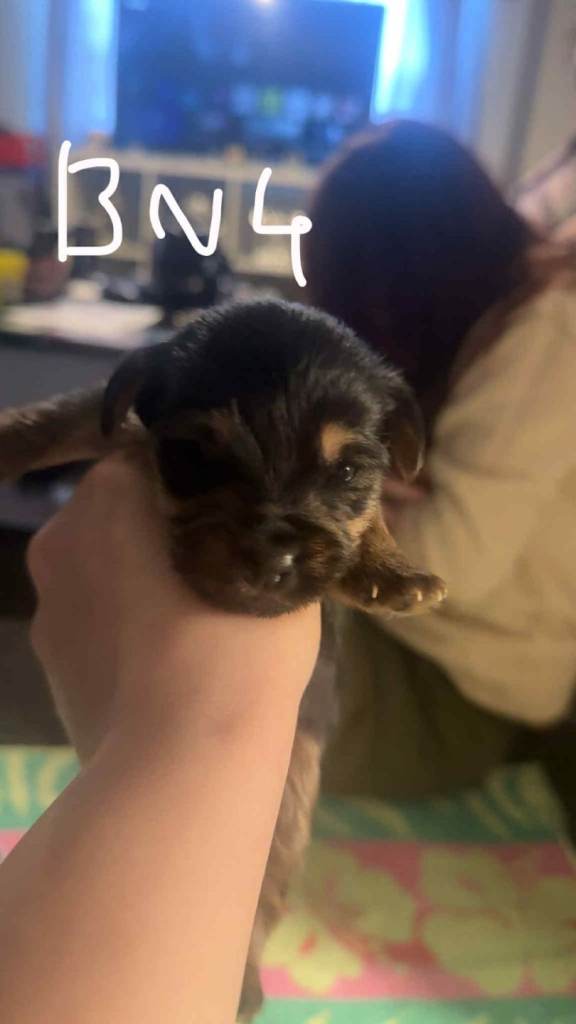 Yorkshire terrier puppies 