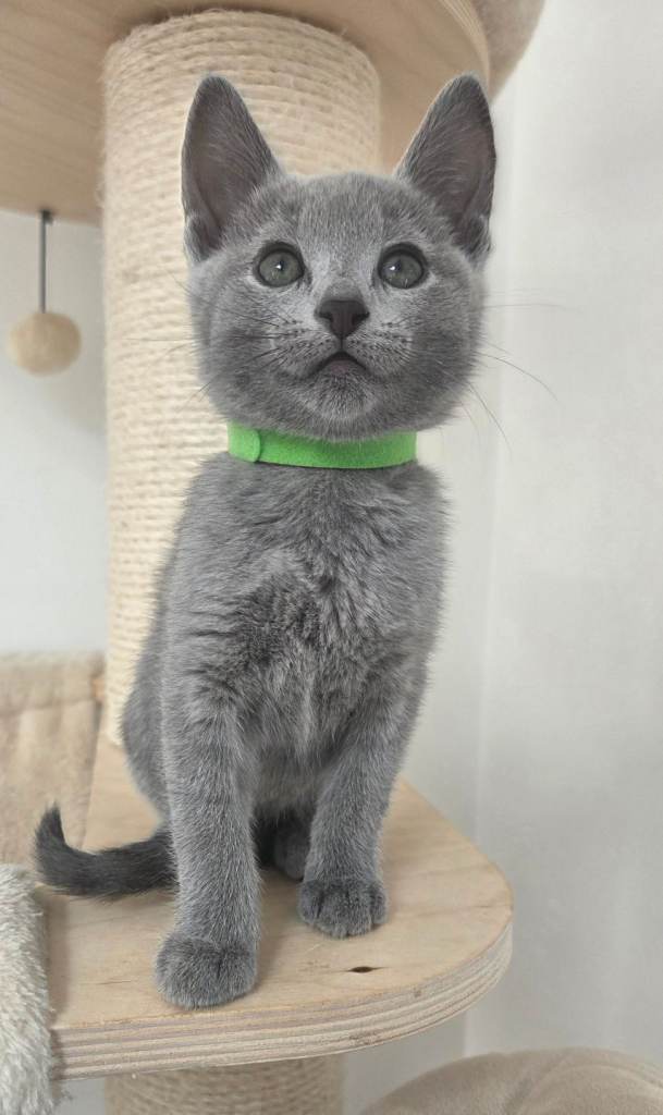 💙 Russian Blue Kittens – Champion Line, TICA