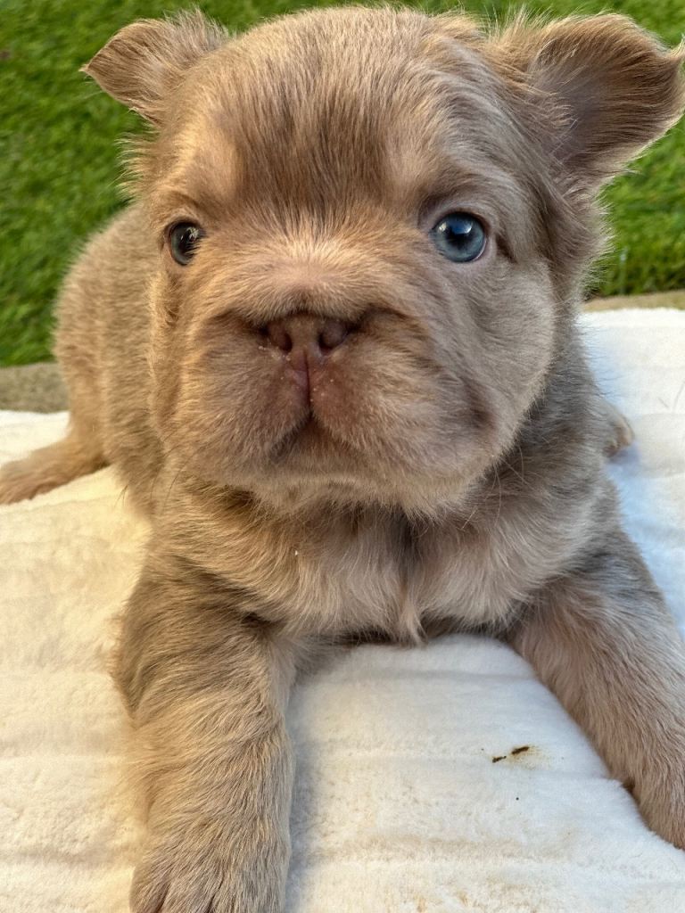Fluffy French Bulldog puppies for sale