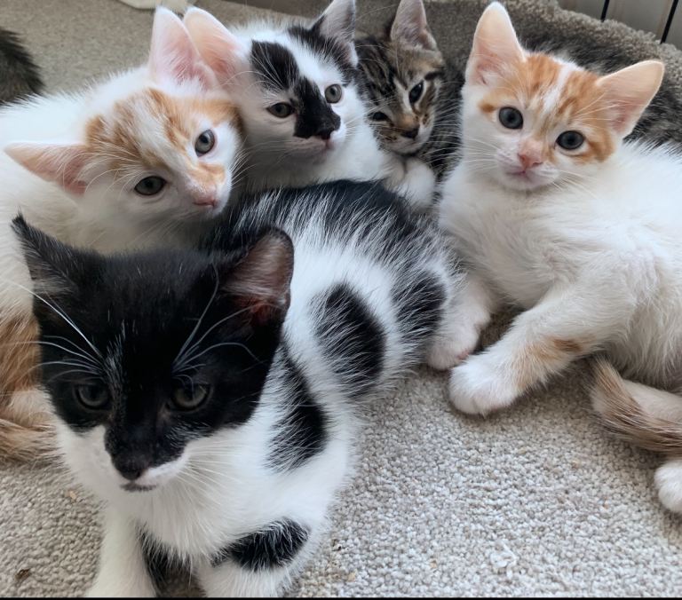 Kittens ready for new homes