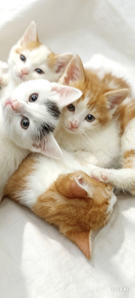 BEAUTIFUL KITTENS FOR SALE