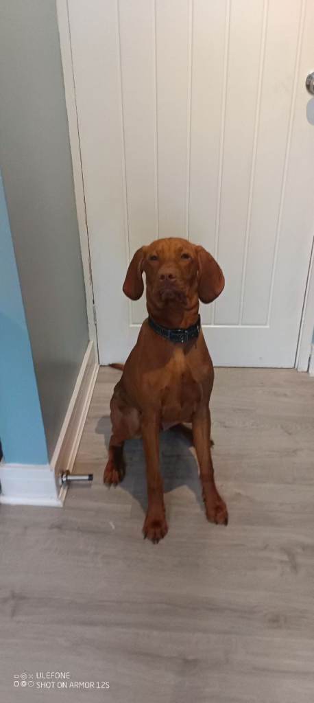 Hungarian viszla 6month old puppy IKC registered. 