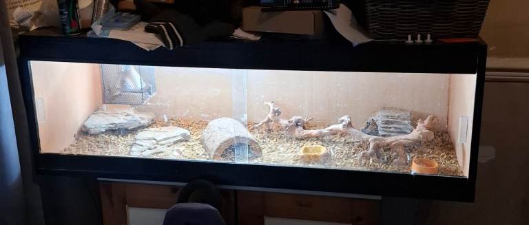 Reptile Vivarium (Was used for Bearded Dragon)