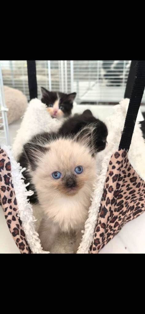 5 beautiful kittens  looking for forever homes 