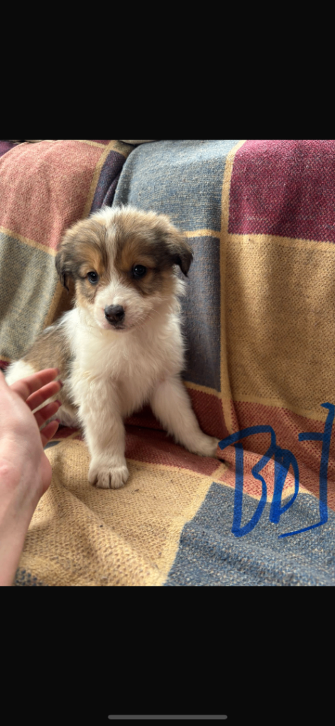 Welsh collie x boarder collies 