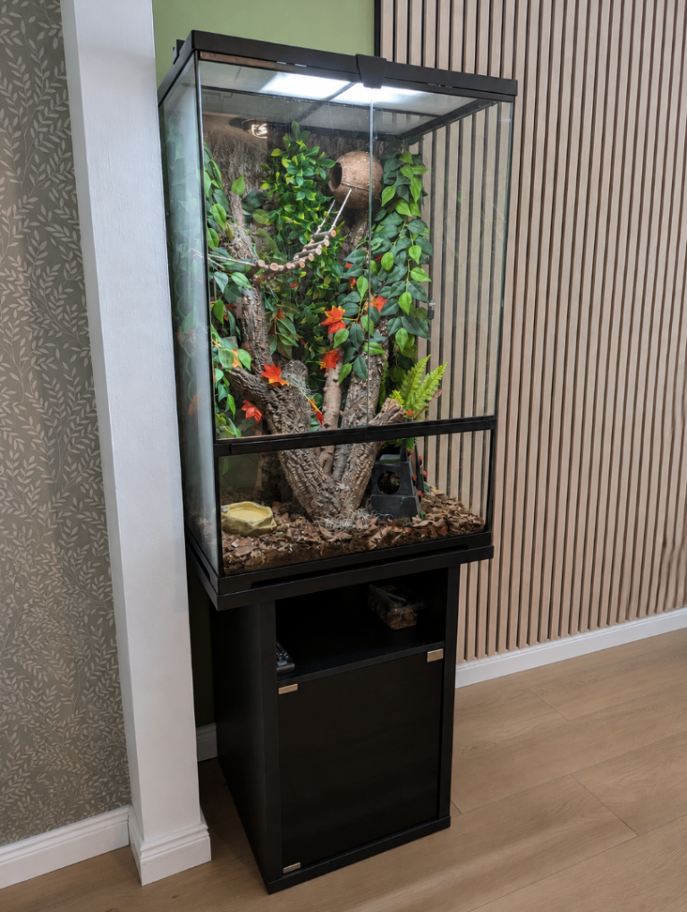 Female Crested Gecko and Setup