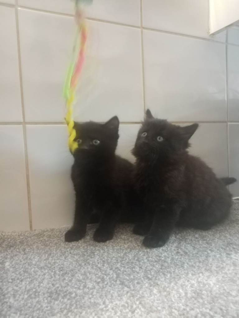 2 Fluffy Male Kittens Left 