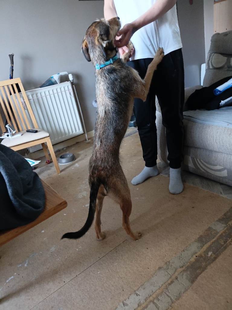Lurcher